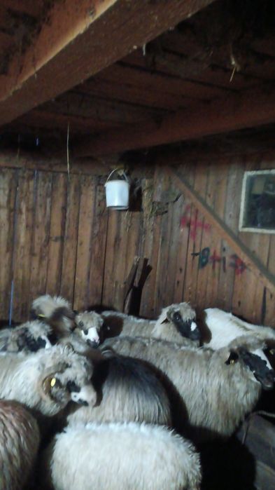 Dau la schimb 7 oi bune pe o manză