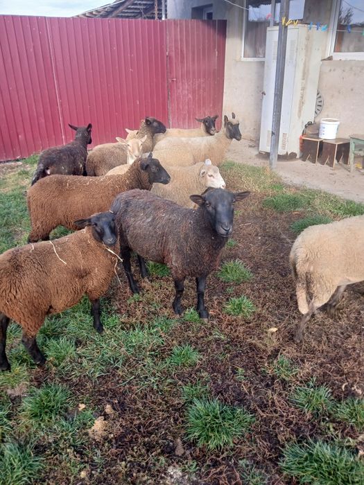 Schimb 12 oi de carne