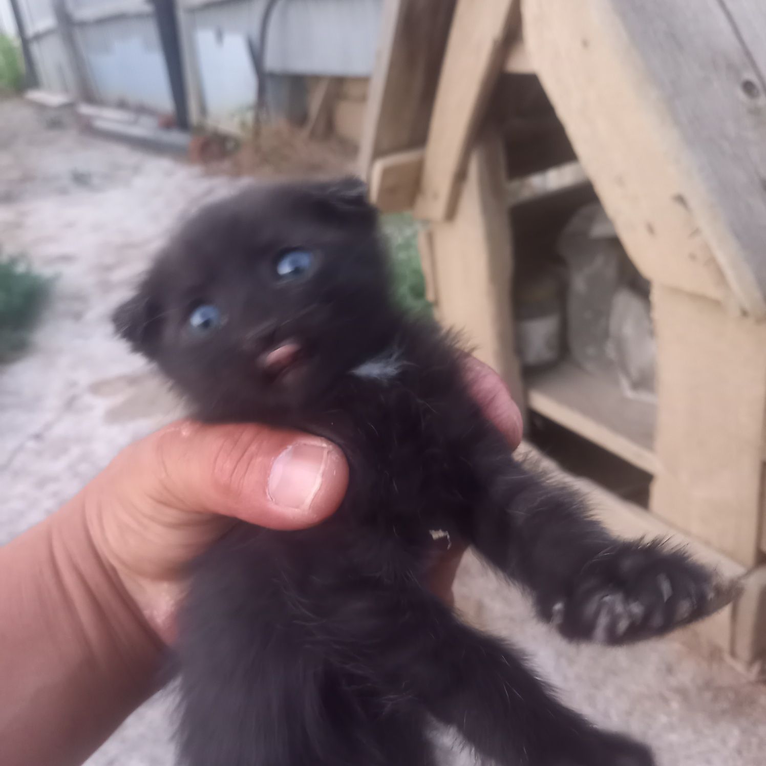 Продам котята веслоухий