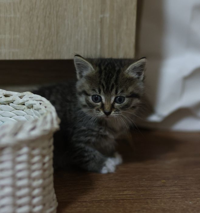 Котёнок ищет дом