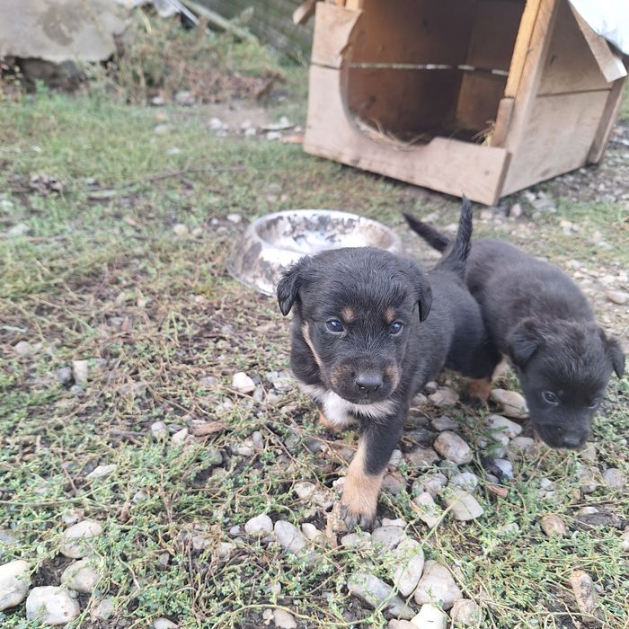 Donez cățeluși de 6 săptămâni