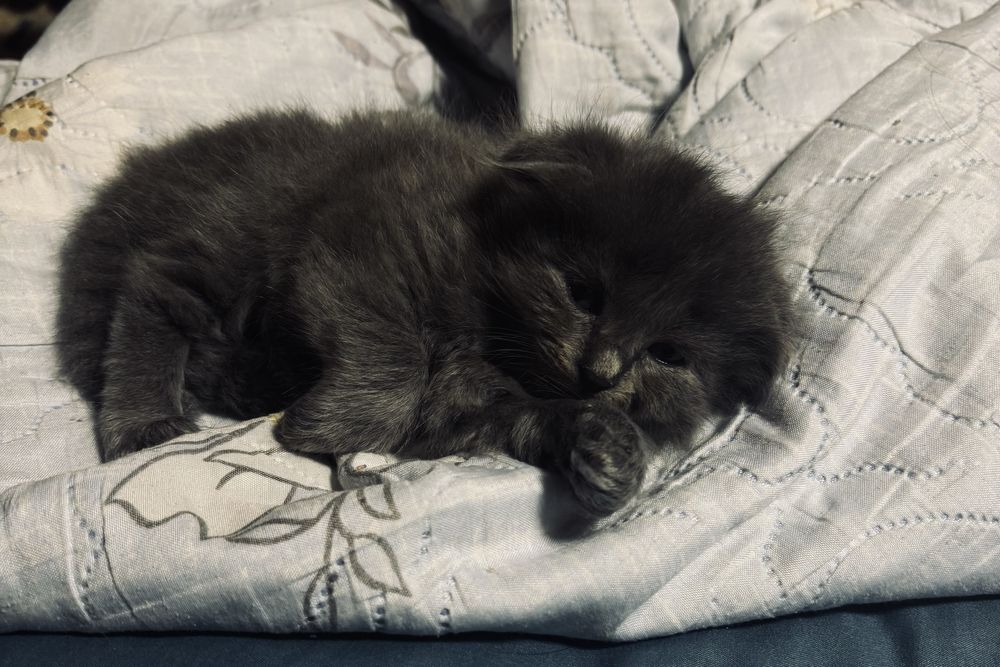 Шотландские вислоухие котята