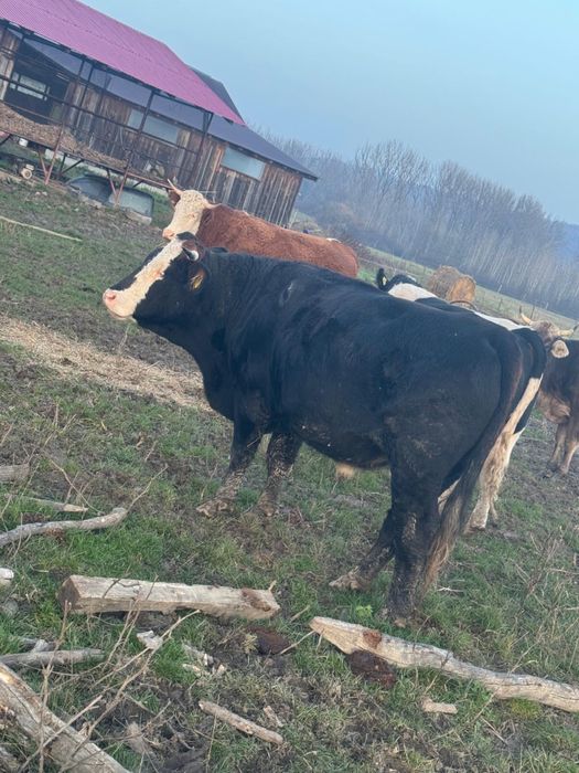 Vand tairi, baltata romaneasca