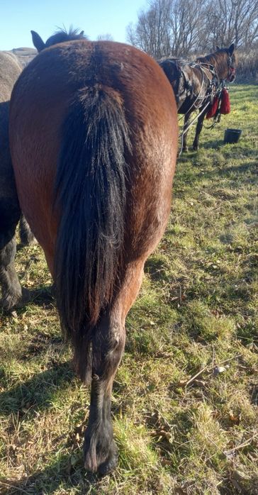 Vând mânză de 1 an jumate