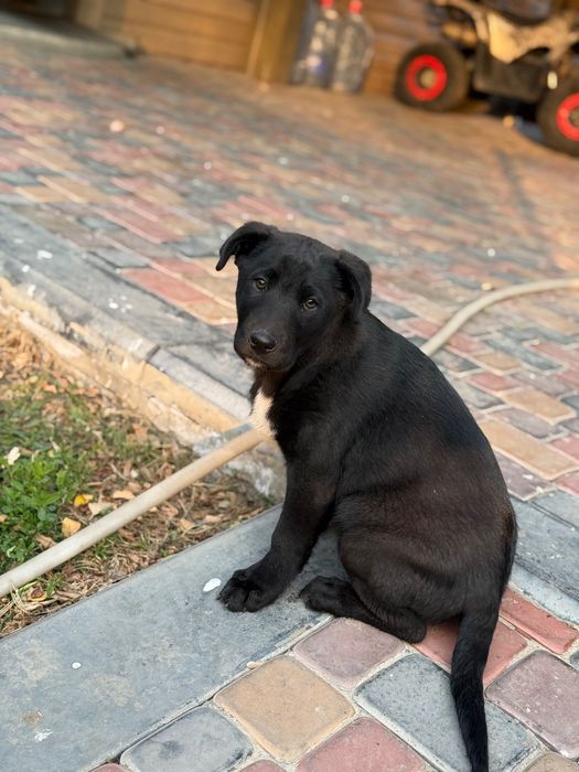 Мальчик помесь с лабрадором ищет дом)