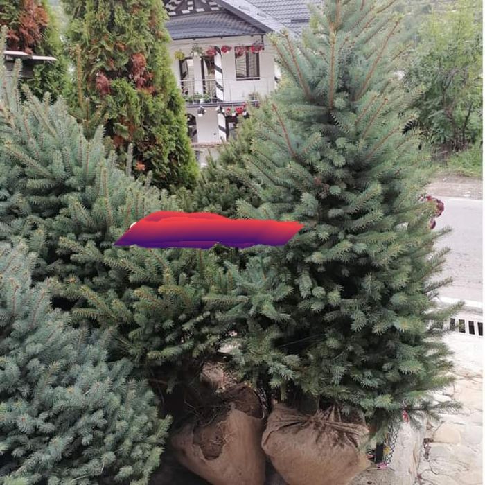 Plante ornamentale tuia smarald leilandi