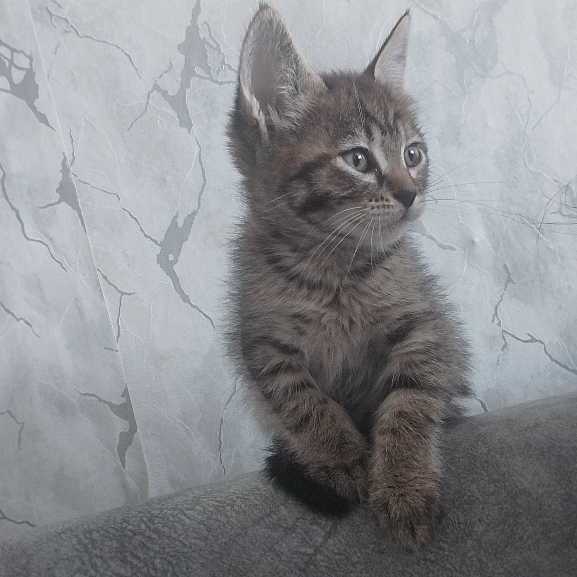 Котенок девочка отдам