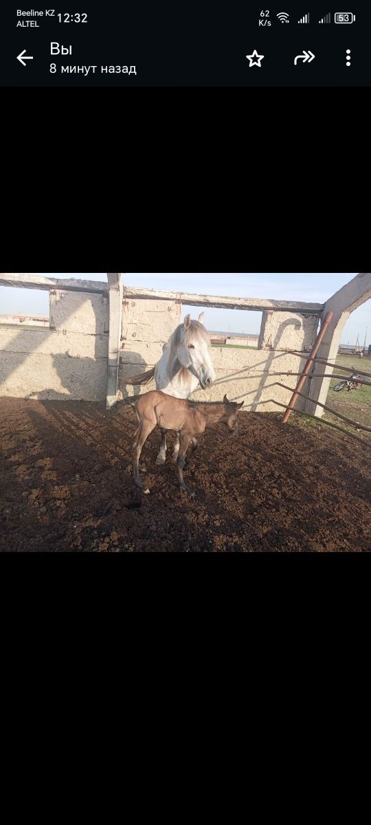 Продам кабылу с жеребёнком. Кабыла обучения. Жуас сауын бие