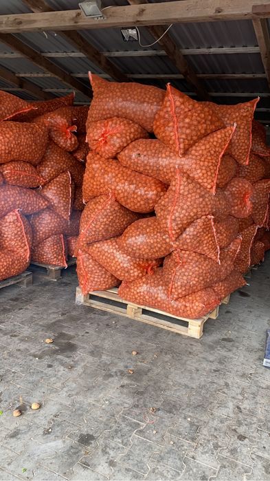 Nuci in coajă 2025 Cantități Mari