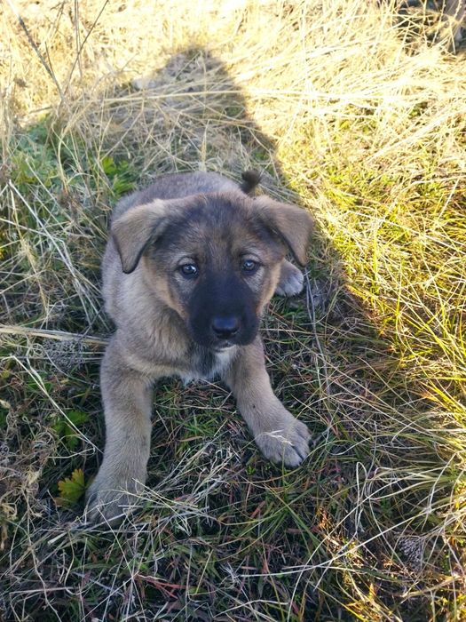 Щенятки ждут любящих и ответственых хозяев