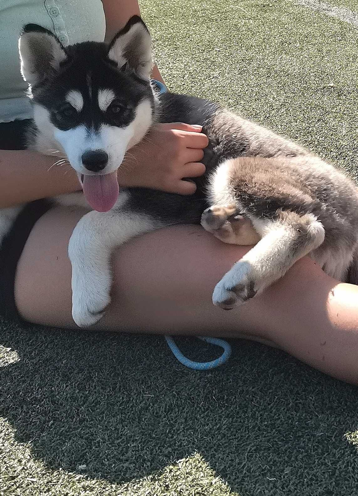 Pui Husky Siberian femela, părinți campioni multipli