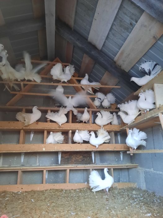 Porumbei Rotati de vanzare