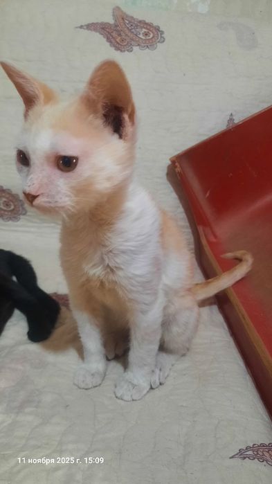 Котята трехмесячные