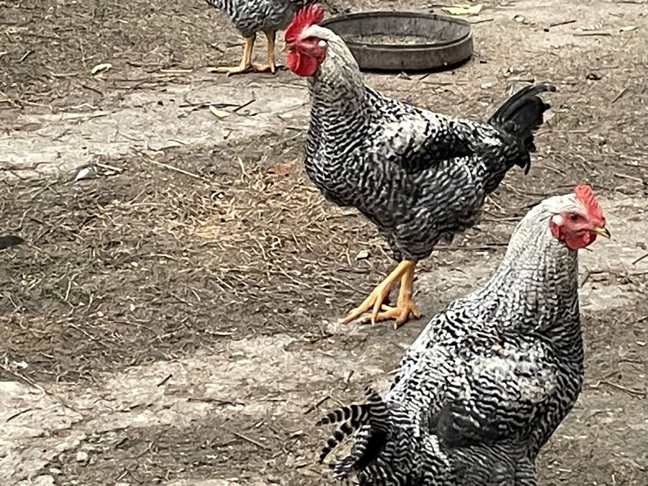 Петлета за месо на 7 месеца