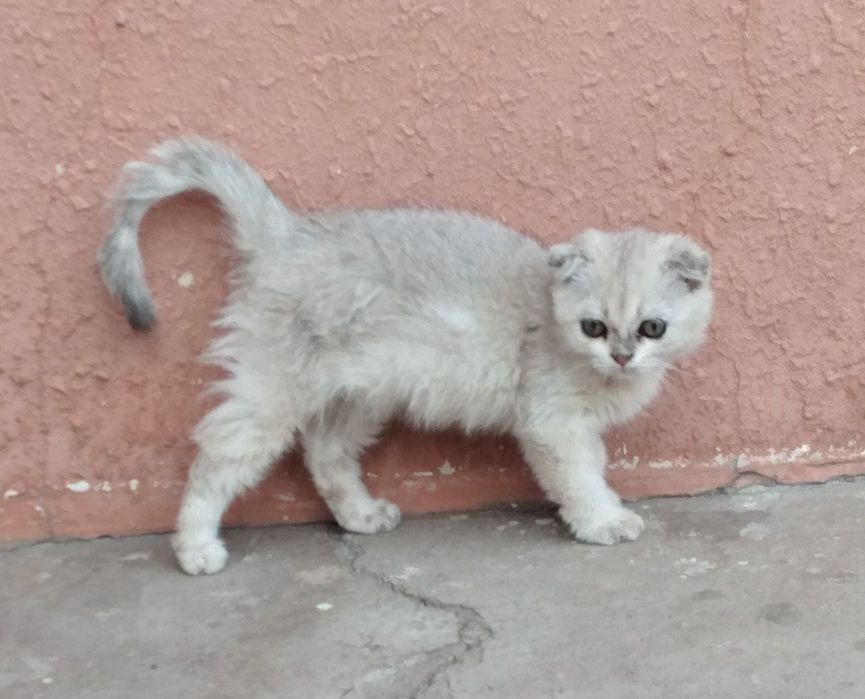 Кошки зотли 2.5 ойли Shinshilla qiz 
2.5 oyli
Sotuvda
Toshkentda
Onasi