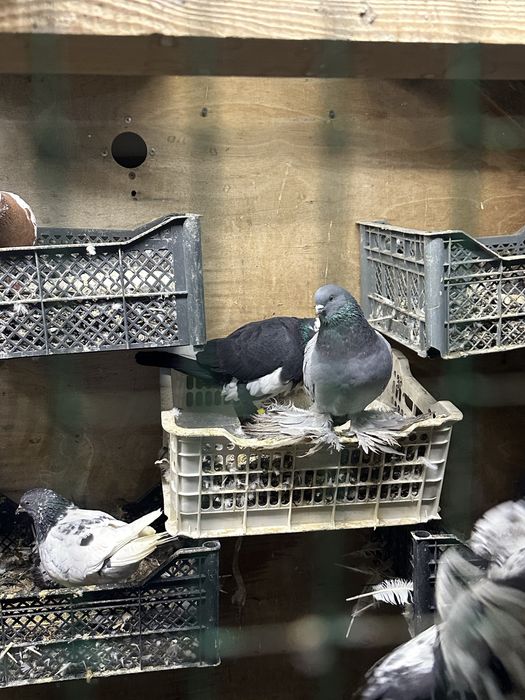 Kaptarla sotiladi optimga hammasi arzon narxlada