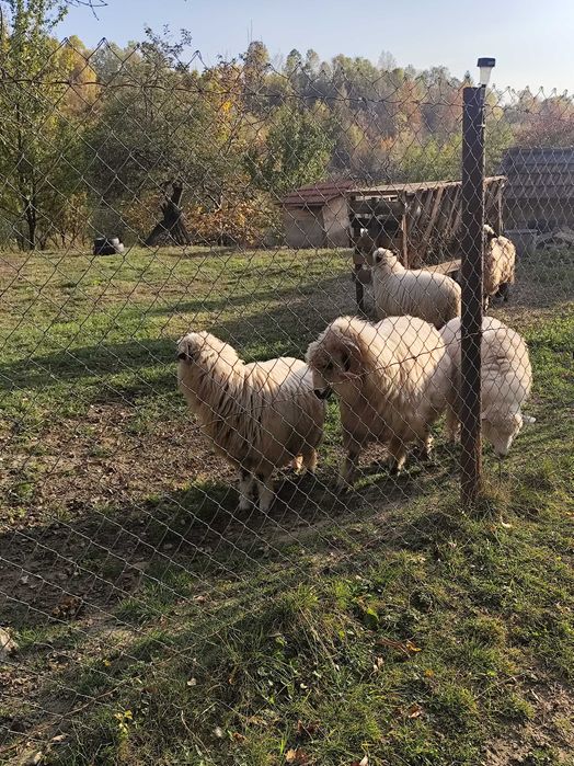 Oi de vânzare mioare