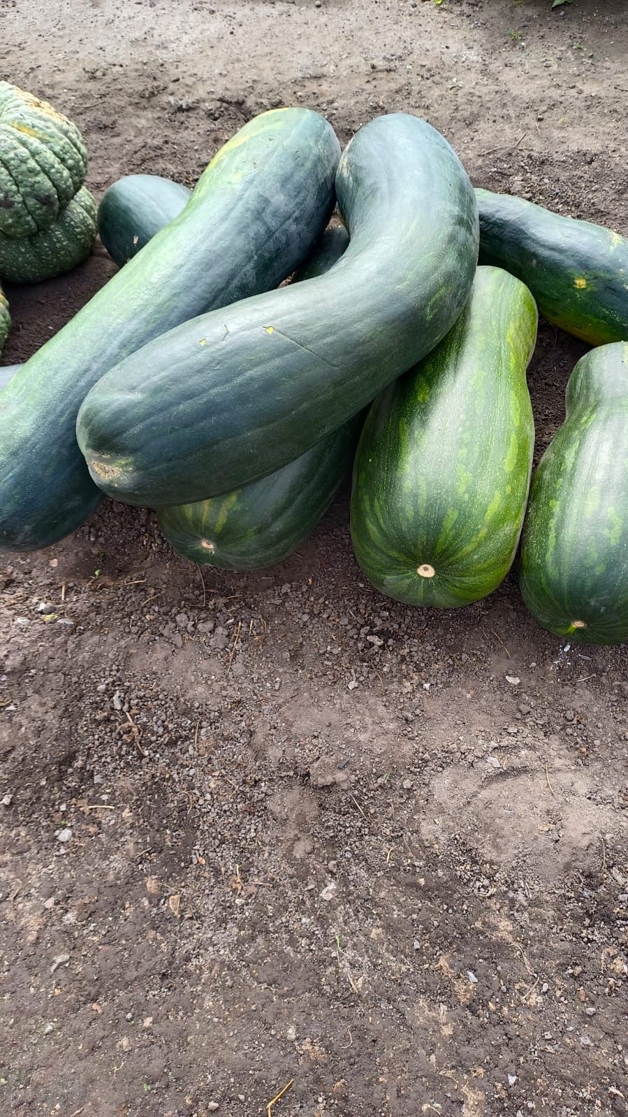 Продам очень вкусную тыкву