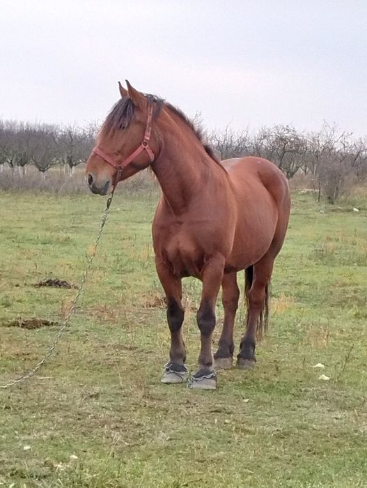 Vînd iapa de 7 ani gestanta de 8 luni