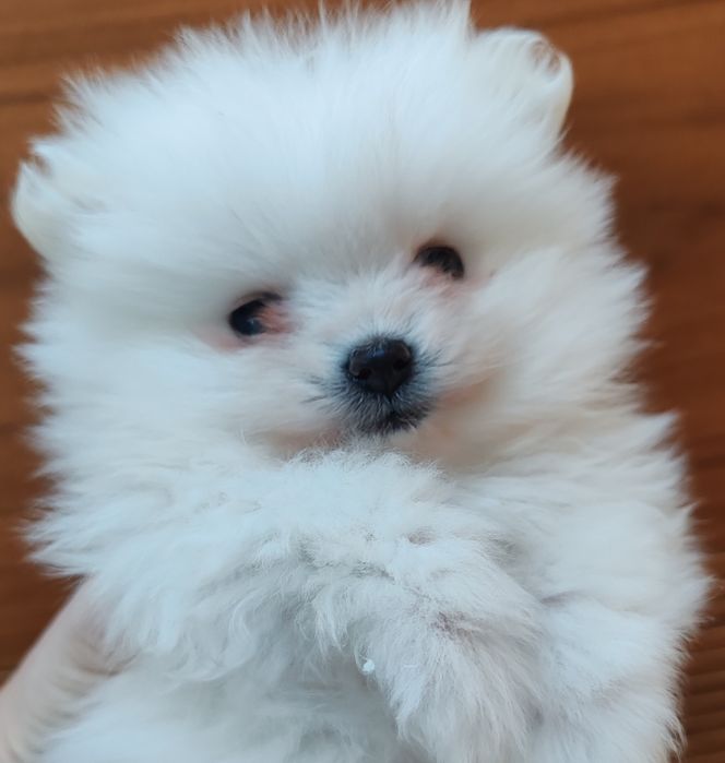 Cățel pomeranian