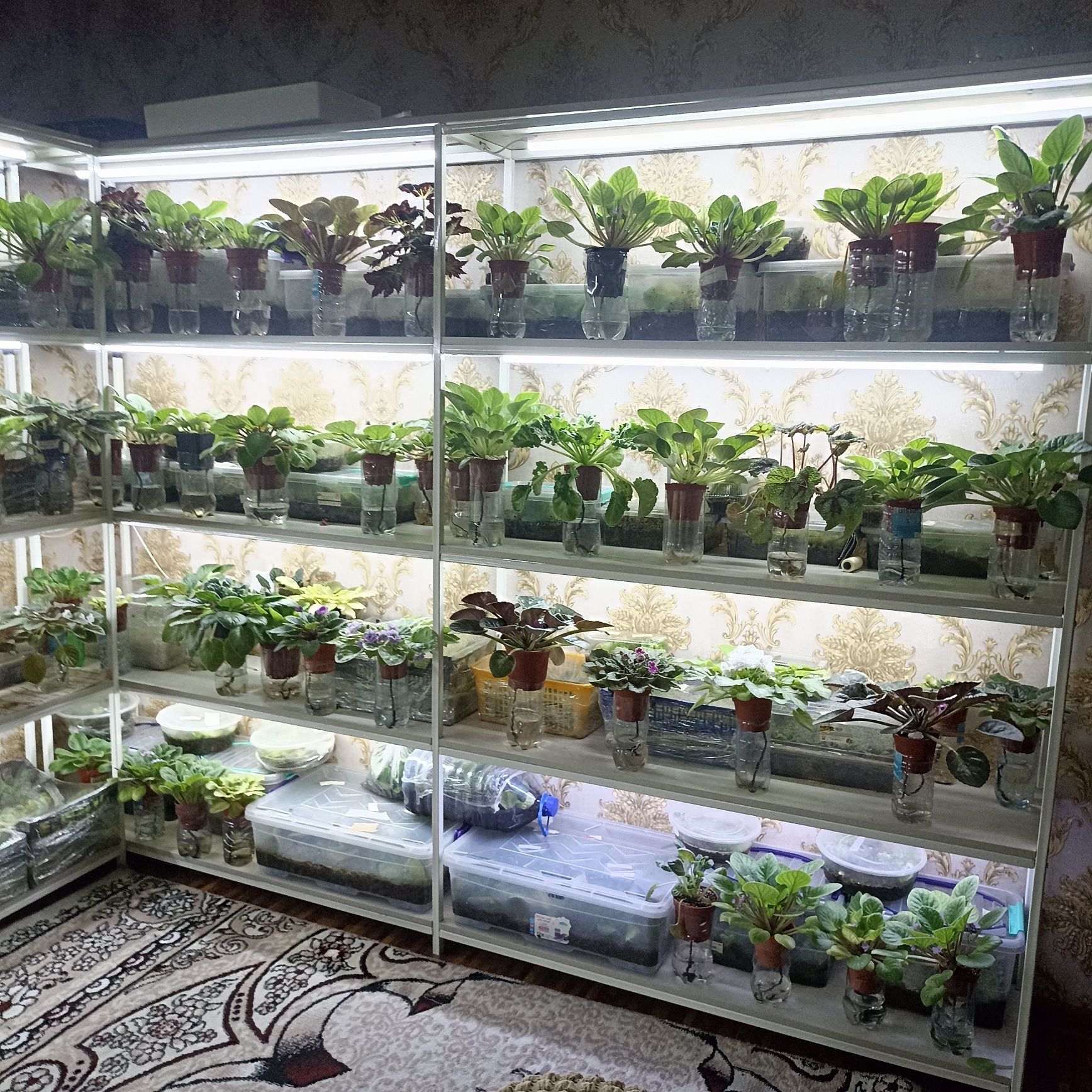 Продаю фиалки с полками