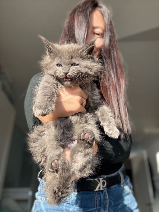 Мейн кун котенца / Мейн куун котенца / Maine coon kittens