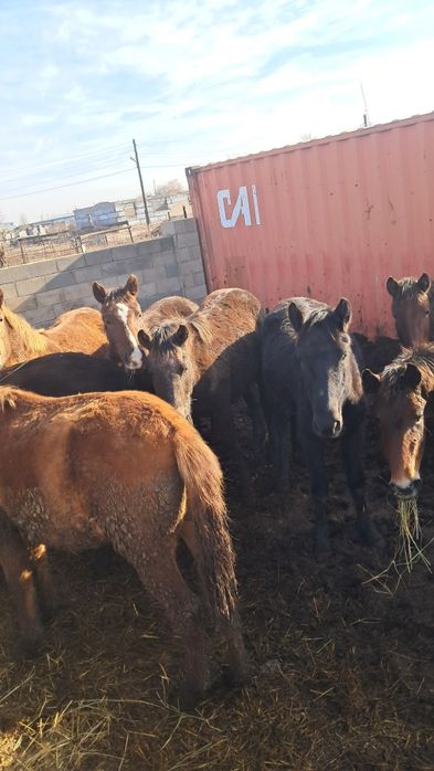 Продам тайлар с откорма