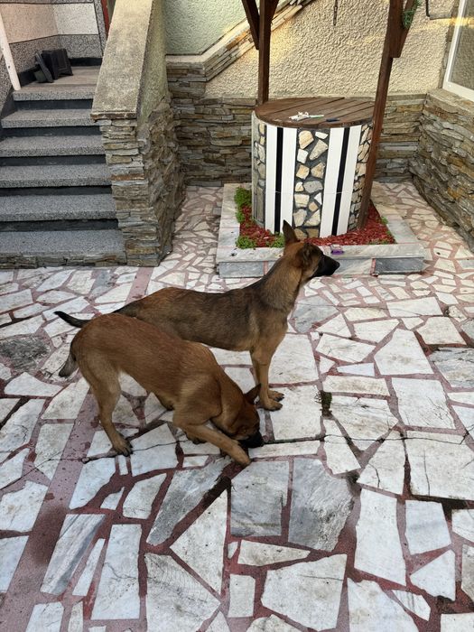 Кученца Белгийски овчарки