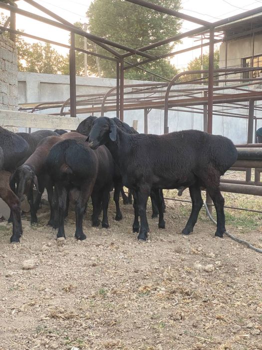 Хисори куйлар сотилади курбонликга