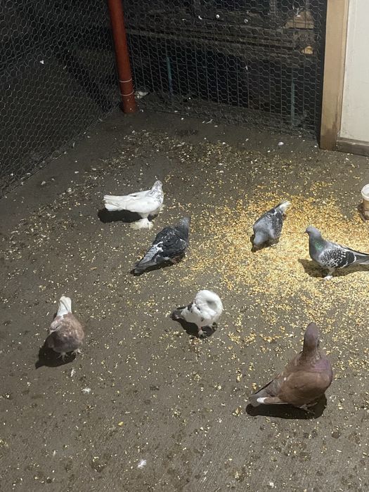 Vand diferite rase de porumbei