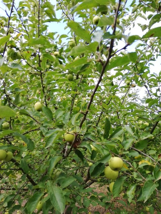 Teren intravilan Com Romanu, Brăila
