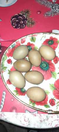 Vand oua verzi pentru incubat de olive edge