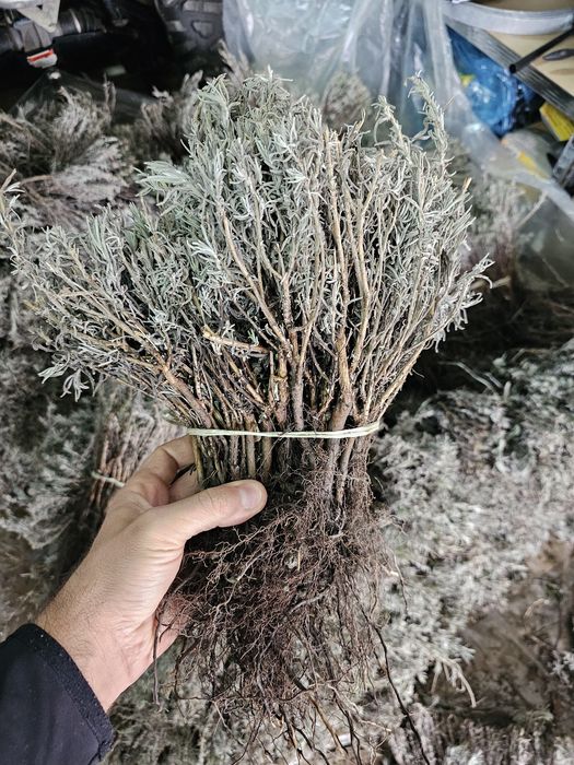 Butasi lavandă cu Rădăcină - 3 lei bucata