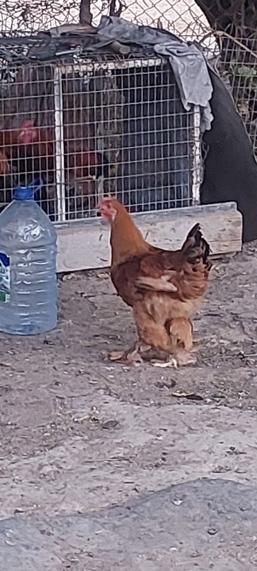 Xo'roz tovuqlar sotiladi