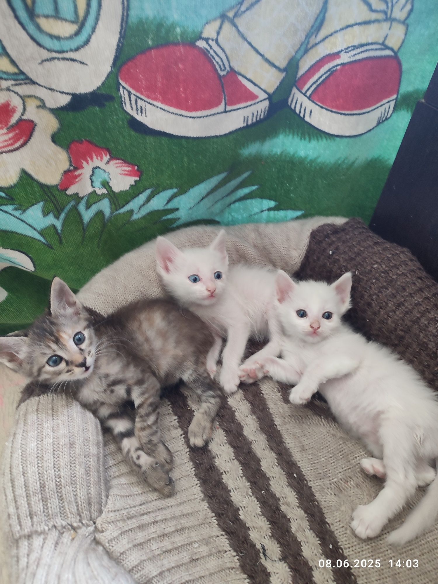Отдам котят в добрые руки