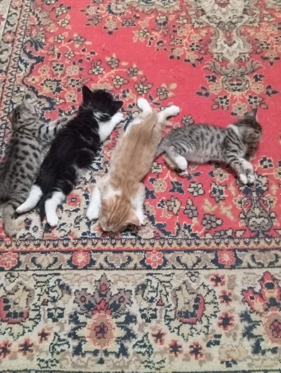 КОТЯТА В Добрые Руки!