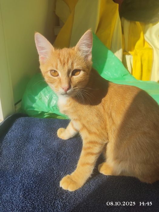 Котята ищут дом и заботливых хозяев