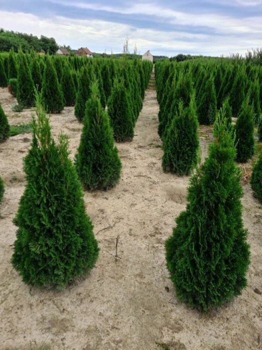 Plante ornamentale tuia smarald leilandi
