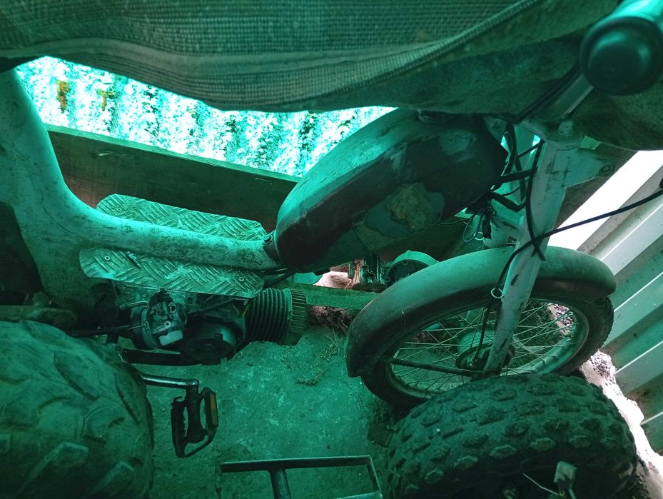 Moped beta (căpriță)