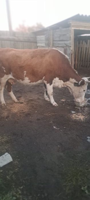 Cиыр және құнажын сатамыз