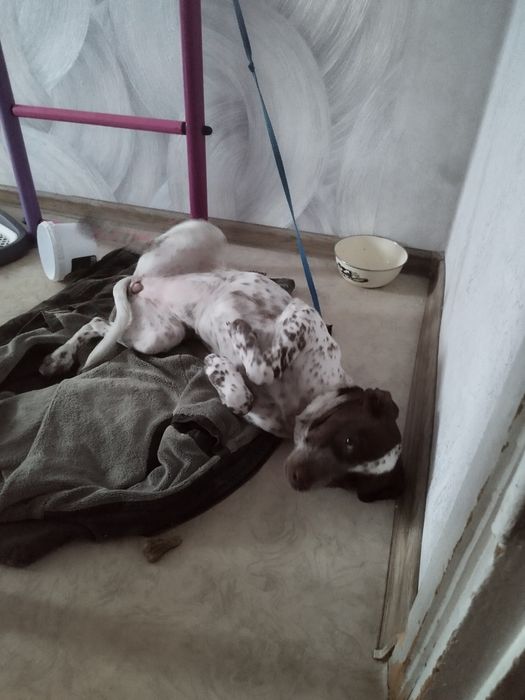 Щенок Отдам бесплатно