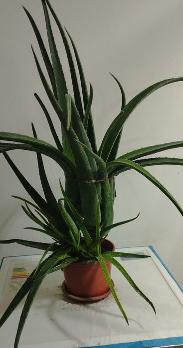 Aloe sotiladi 400 ming