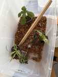 Terrariu DIY+soparla crested geko