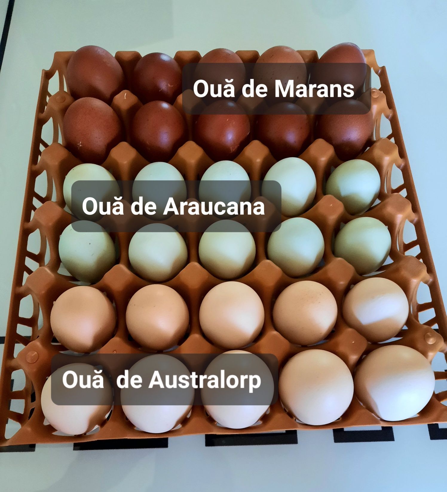 Ouă proaspete de casă