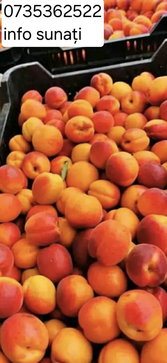 Caise pentru țuică și pălincă românești coapte dulci și aromați 100%.