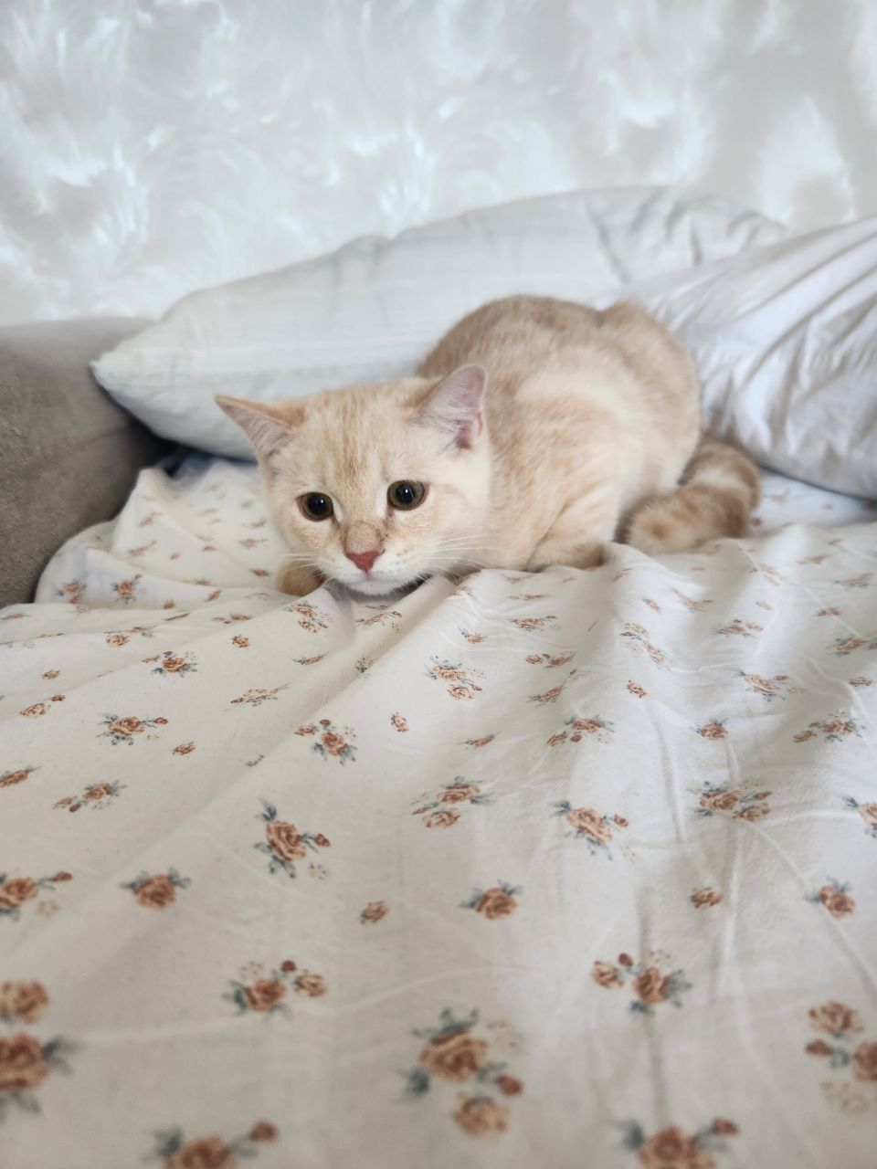Котята породы скотиш страйт на продаже