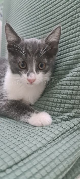 Котята бесплатно