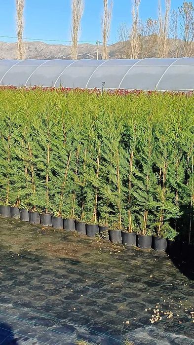 Leylandi chiparos altoit pt gard viu la ghiveciinaltime 80-230 cm