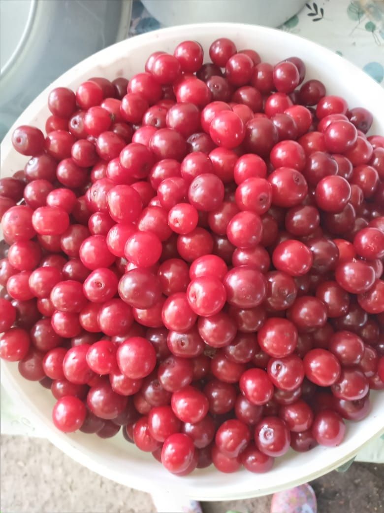 Продам вишню домашнюю