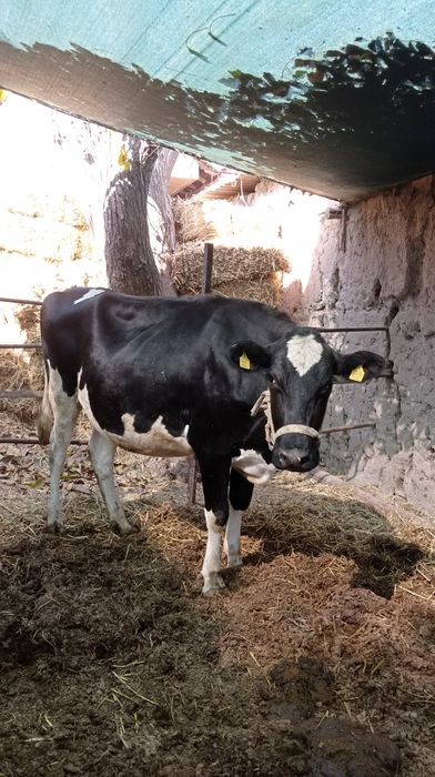 Golshtin zotli sigir sotiladi